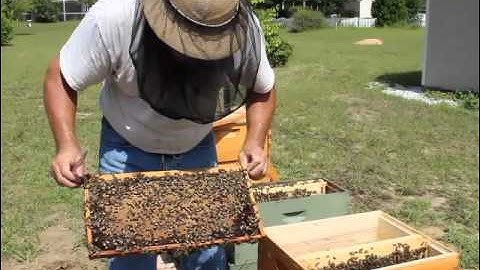 Installing a 5 frame Nuc in to 10 frame deep hive body