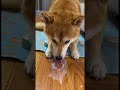 犬はどうやってミルクを飲むのでしょうか？