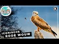 Rode wouw als de roofvogel van het kleinschalige landschap  tv  vroege vogels