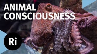 The hidden world of animal consciousness - with David Pea-Guzmn