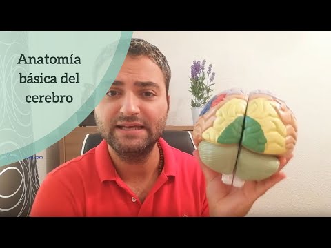 Vídeo: Cerebro: Función Y Anatomía De Partes, Diagrama, Condiciones, Consejos De Salud