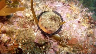 Marine Protected Areas - Science Oriented