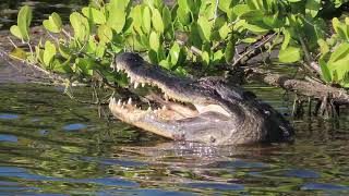 Alligator swallows fish