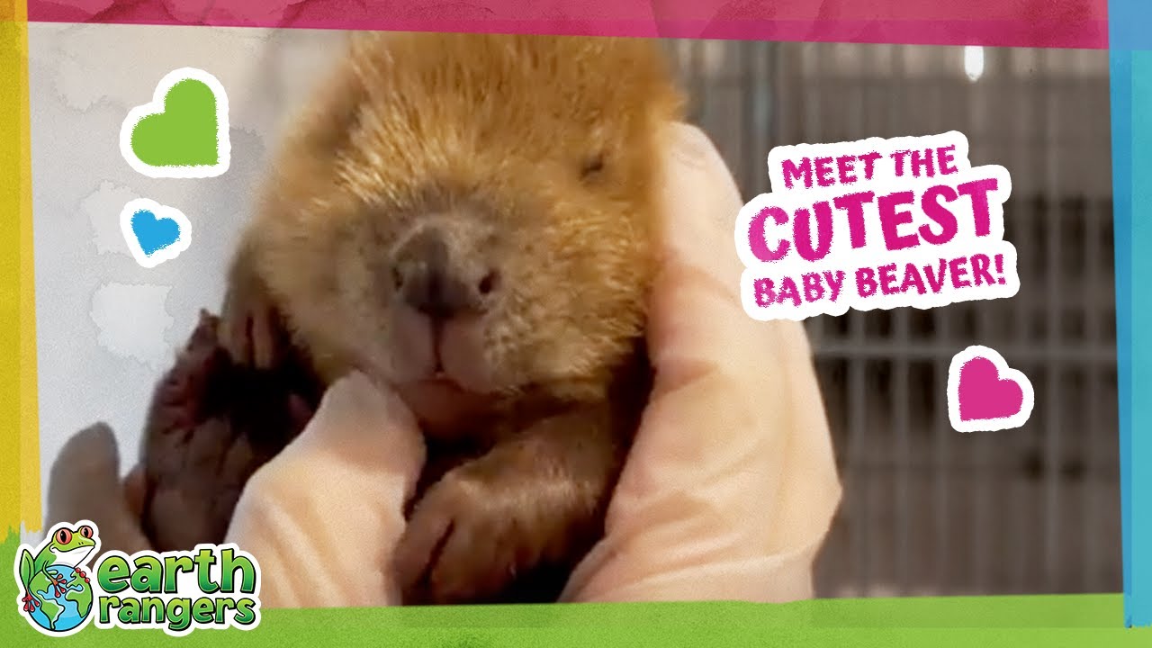 Baby Beaver Loses An Eye But Finds A Home! ️ | Earth Rangers - YouTube