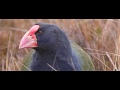 Takahē - return to the wild