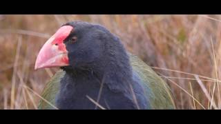 Takahē  return to the wild