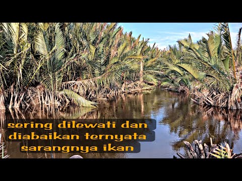 Mancing ikan sembilang besar disarangnya