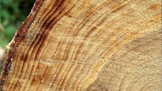 Earth 103 Tree Rings Explained