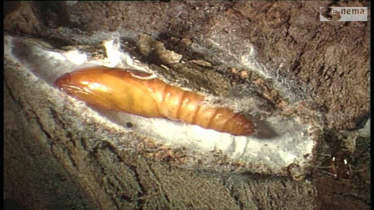 Biologische Bekämpfung des Apfelwicklers und der Sägewespe mit nemapom®