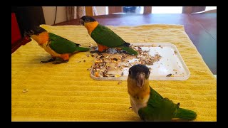 Adorable Hand-reared Parrot Chicks Weaning | Black Headed Caique |