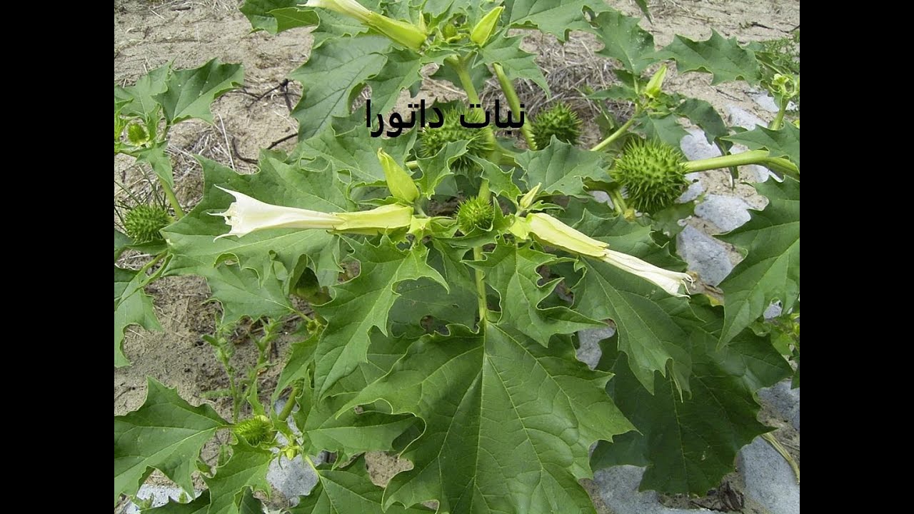 داتورا نبات مخدر خطير على صحة الانسان كيف تعرف النبات Datura حلقة 287 Youtube