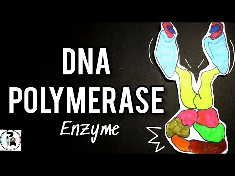 DNA ಪಾಲಿಮರೇಸ್ ಕಿಣ್ವ|DNA Pol 1 & 3 ಡಿಎನ್‌ಎ ಪ್ರತಿಕೃತಿಯಲ್ಲಿ ಕಾರ್ಯನಿರ್ವಹಿಸುತ್ತದೆ