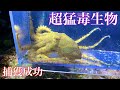 【ガサガサ】磯でガサガサすると超猛毒タコが…!【ヒョウモンダコ】