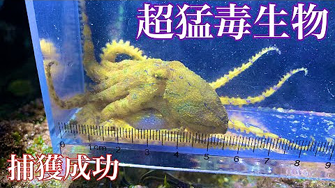 ひぐらしなまず Youtube