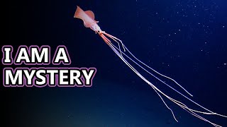 Bigfin Squid facts: basically an alien | Animal Fact Files