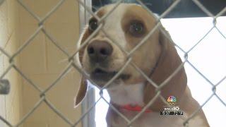 Keeping pets safe during fireworks