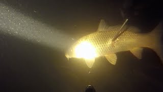 Подводная охота.Ночь.Октябрь 2017.Spearfishing.Night.October 2017.