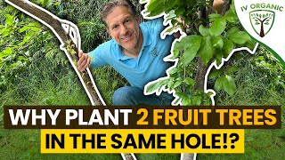 Why Plant Two (2) Fruit Trees In The Same Hole!? |  5-Year Update (Before & After)