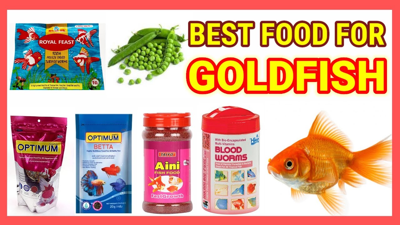 Best Food For Goldfish | Best Goldfish Food | How To Keep Goldfish Healthy?