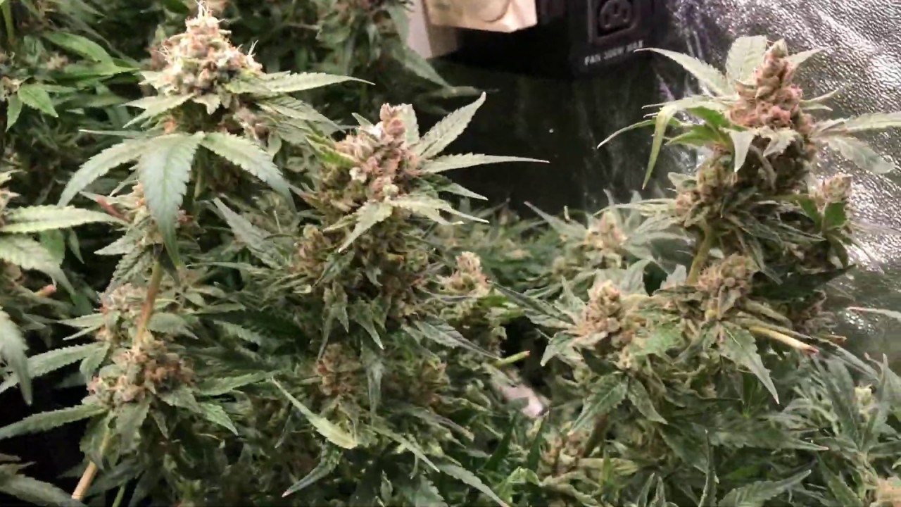 tent 1 week 9 flower almost ready for harvest
