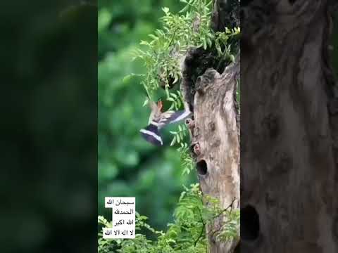 طائر الهدهد وصغاره