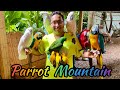 Parrot Mountain Tour | Best Attraction in Pigeon Forge | Smoky Mountains | 2021 🦜
