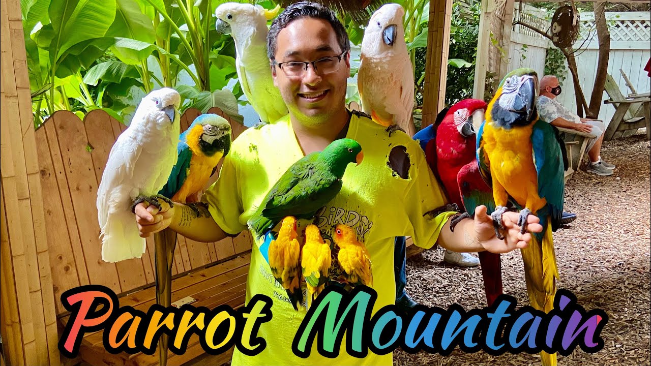 Parrot Mountain Tour Best Attraction in Pigeon Smoky