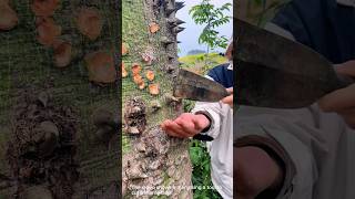 Removing thorns from a tree