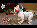 Cozmo Meets Aibo Robot Dog