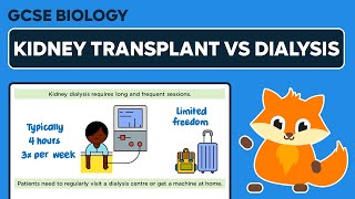 Kidney Failure Transplants Vs. Dialysis - Gcse Biology