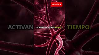 El Cerebro Humano Tiene Más Conexiones Que Todas Las Estrellas De La Galaxia.