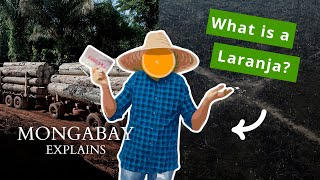 Exposing how environmental crimes are covered up in the Amazon