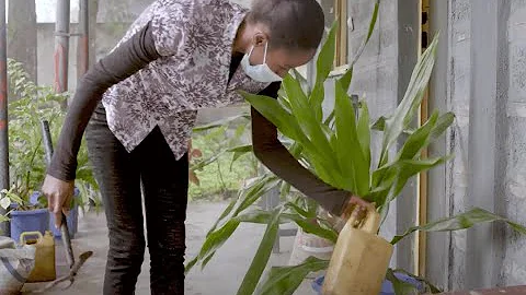 Gardening for Health: A Regular Dose of Gardening Promotes TB Treatment Adherence