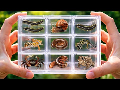 Catching the Strangest Creatures I’ve Ever Seen! #millipede #animals #snail #gecko #insects #toad