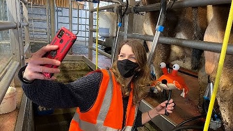 Out and About with Picker Pals: Can a Crab Milk a Cow?