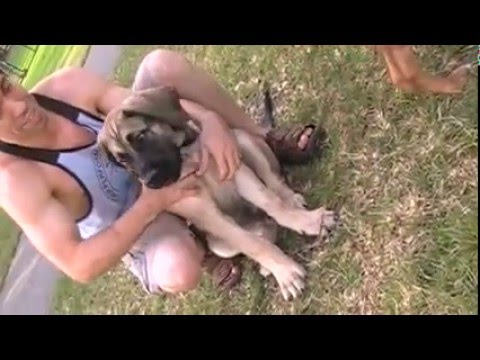 Samson, Big Bad Boerboel Puppy