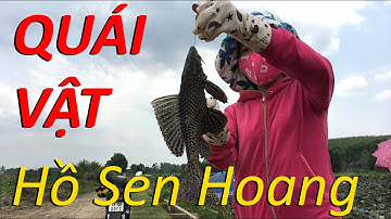 Câu cá ổ, câu đài tự nhiên, hồ sen rất nhiều cá rô phi