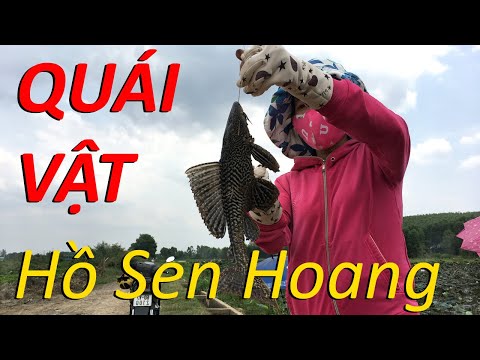 Câu cá ổ,