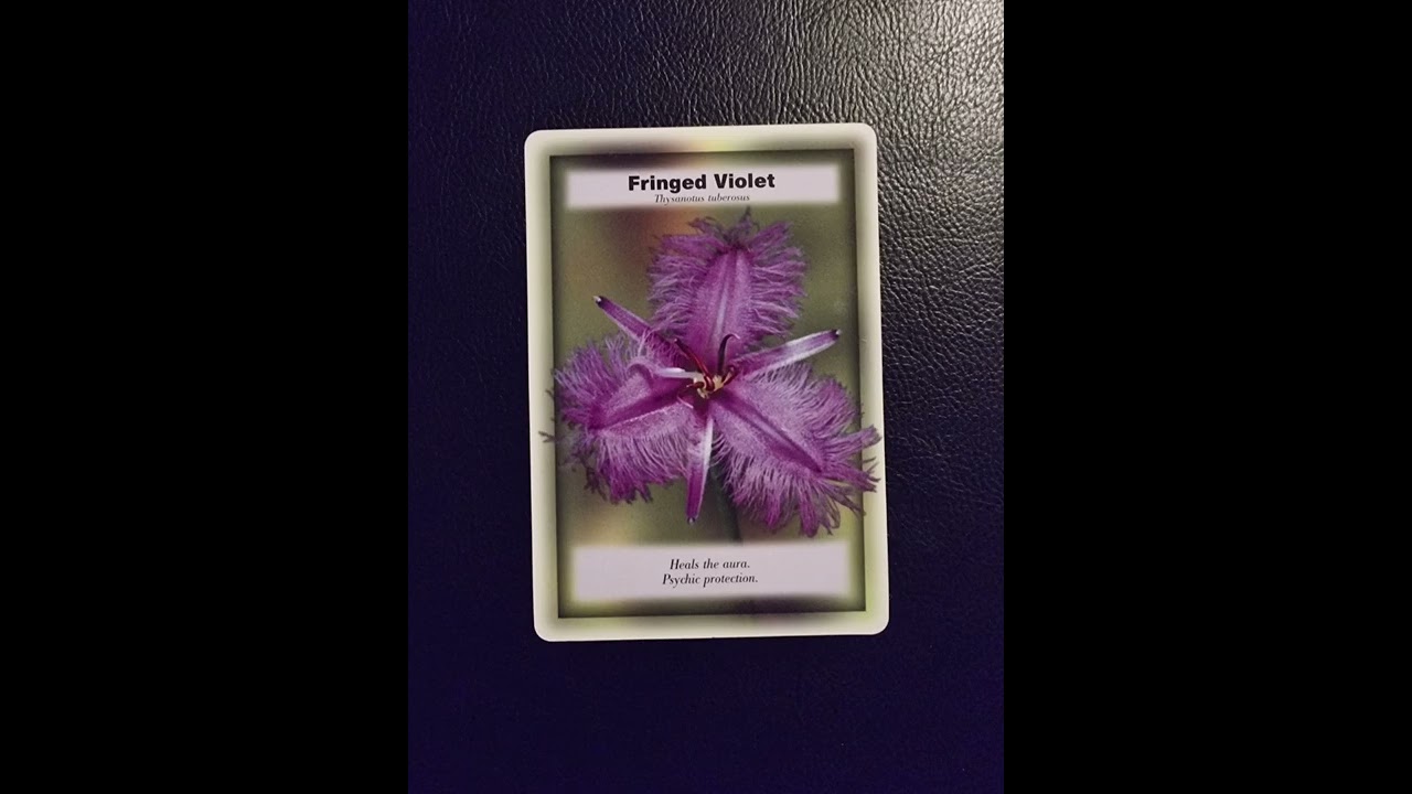 Fringed Violet a reading from Ian White Bush Flower Essences