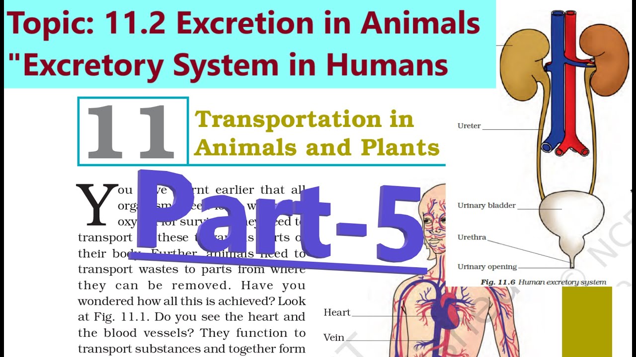 Class 7 Science Chapter 11 Transportation in Animals and Plants Part-5 ...
