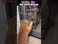 Ranking the best animal moments 😂#shorts #cats #funny #viral #trending#pets