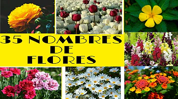 ¿Cuál es el color de flor más raro?