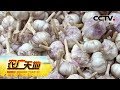 《农广天地》 独头蒜是怎么种出来的 走进山东商河独头蒜大王 20190618 | CCTV农业