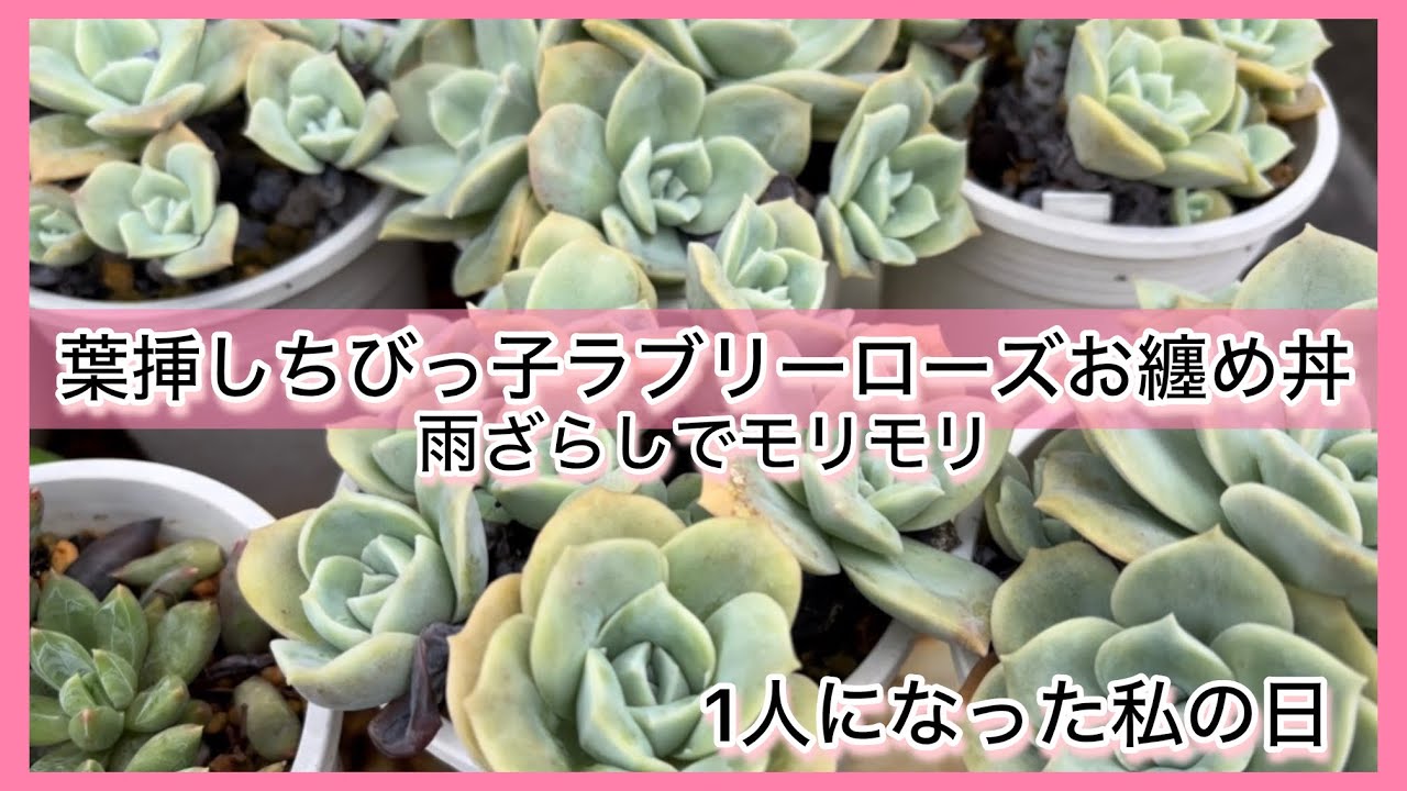 多肉植物]葉挿しちびっ子ラブリーローズお纏め丼〜雨ざらしでモリモリ