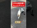 びびのお散歩帰り。ちょっとダッシュ💨 #びびちょぱ #猫ダッシュ#呼んだら帰ってくる #cats #農家の猫#走る猫 #ねこ #ネコ