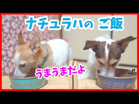 ナチュラハご飯を食べたジャックラッセルテリア