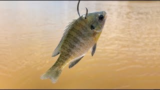 Why Bluegill are the Best Catfish Bait in Summer