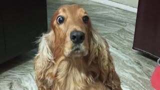 Wide-eyed Cocker Spaniel dog obsessedwith mask#shelby#cutedog#funnyvideo#huntingdog#doglover#pet#pup