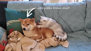 Issue 14: cat massages dog ('I Knead Bread') by Sultan and Cairo 4,229 views 3 years ago 1 minute, 3 seconds