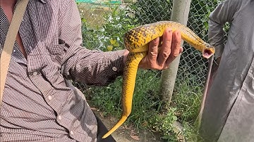 Con Rắn Có Cái Màu Đặt Biệt || Giang Ca SB #59